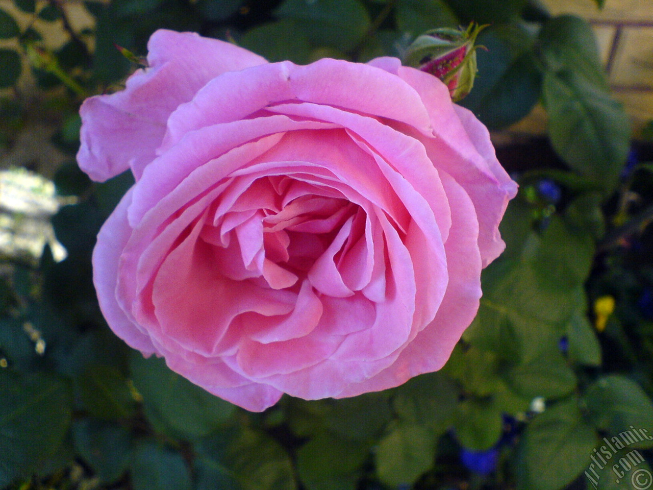 Pink rose photo.
