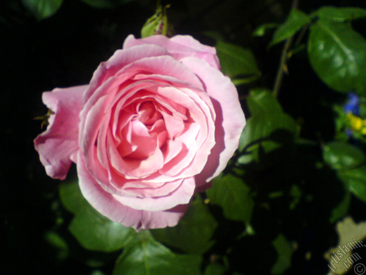 Pink rose photo.
