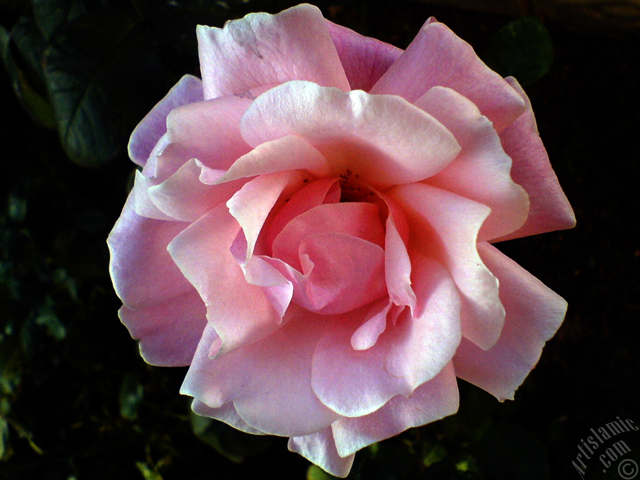Pink rose photo.
