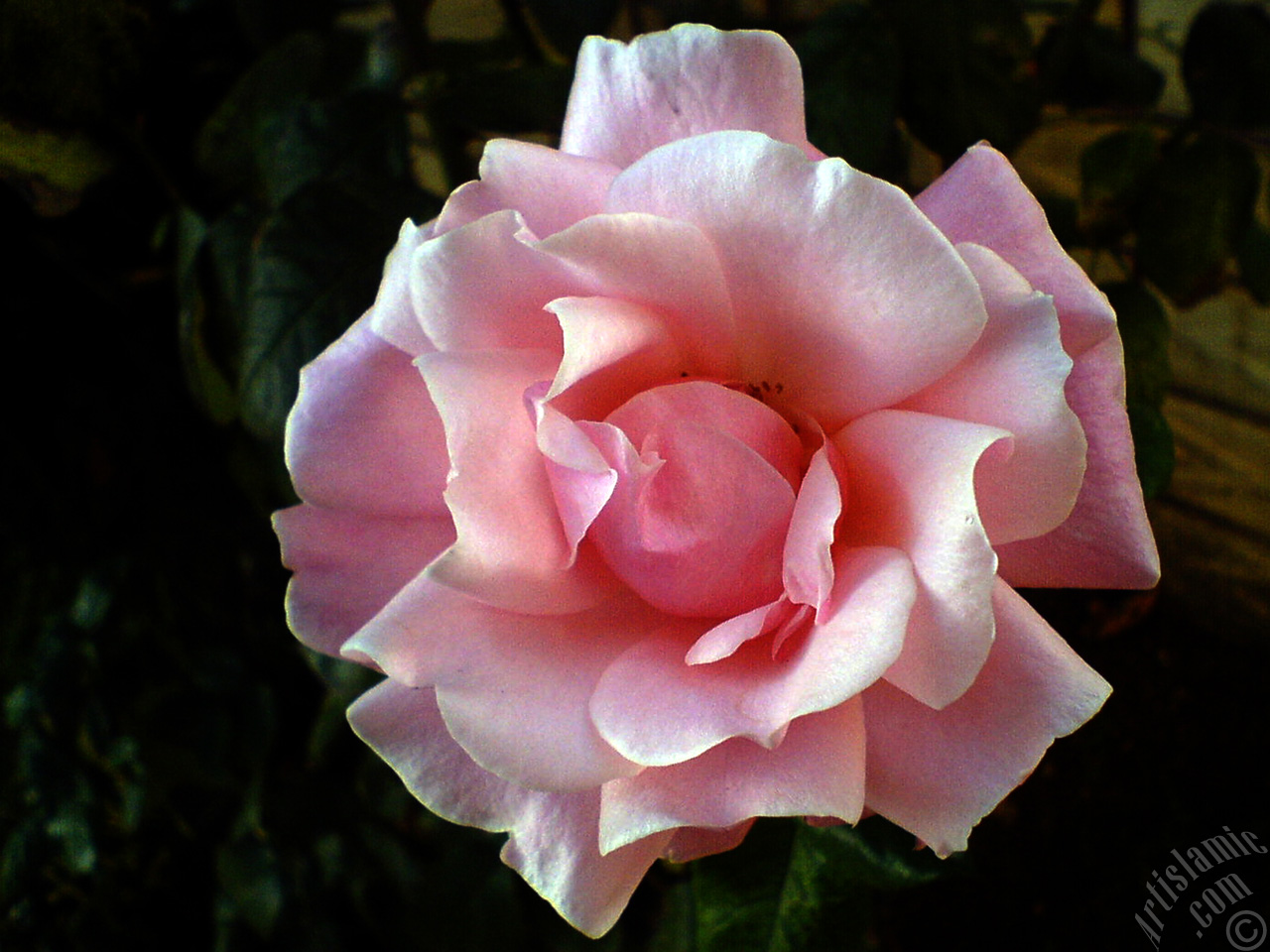 Pink rose photo.
