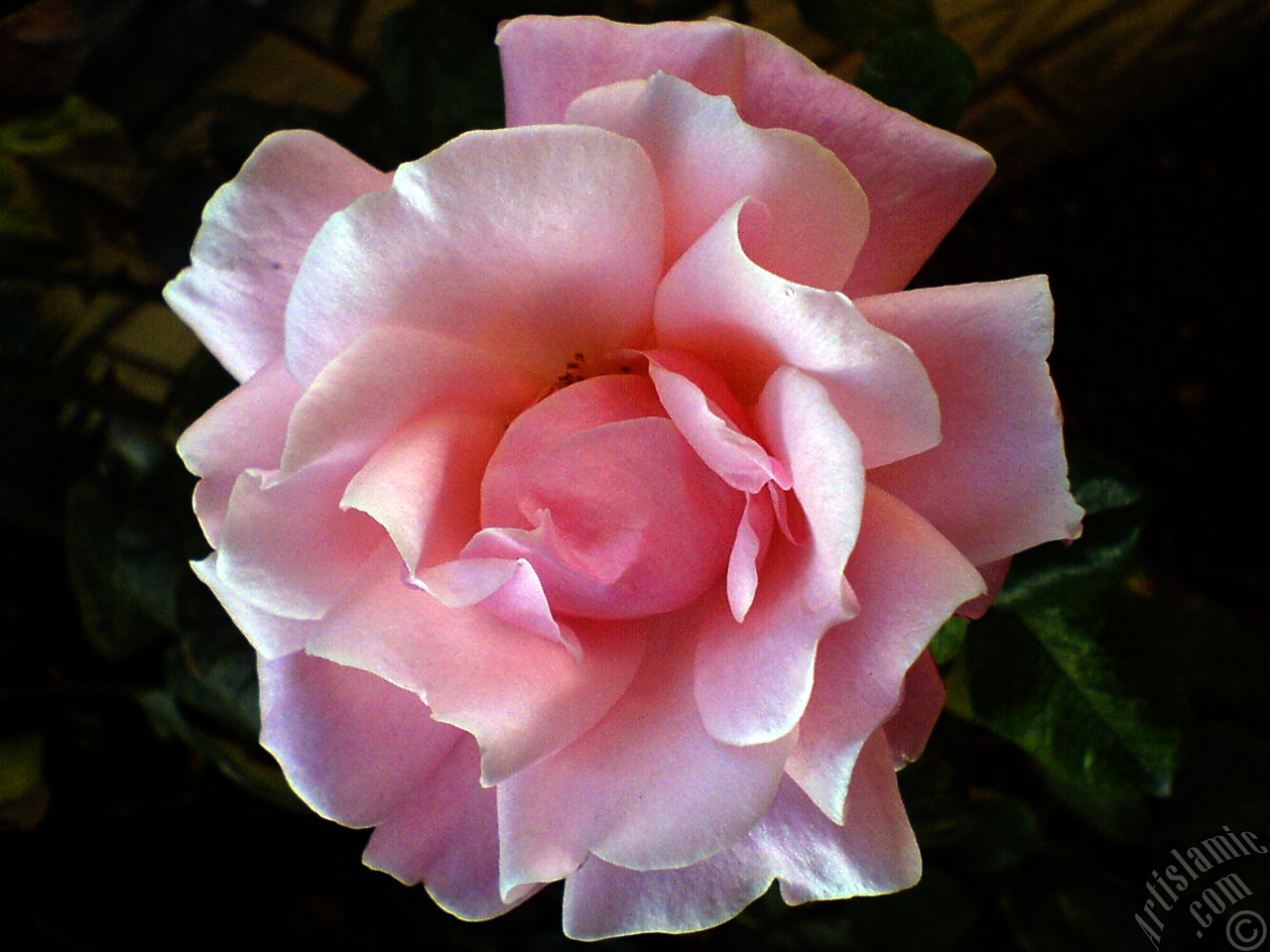 Pink rose photo.
