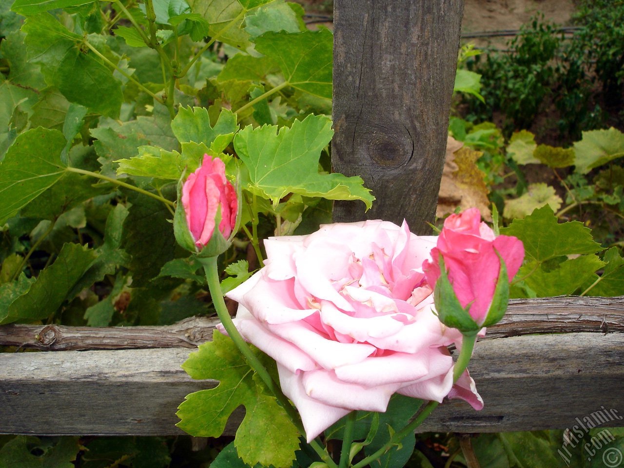 Pink rose photo.

