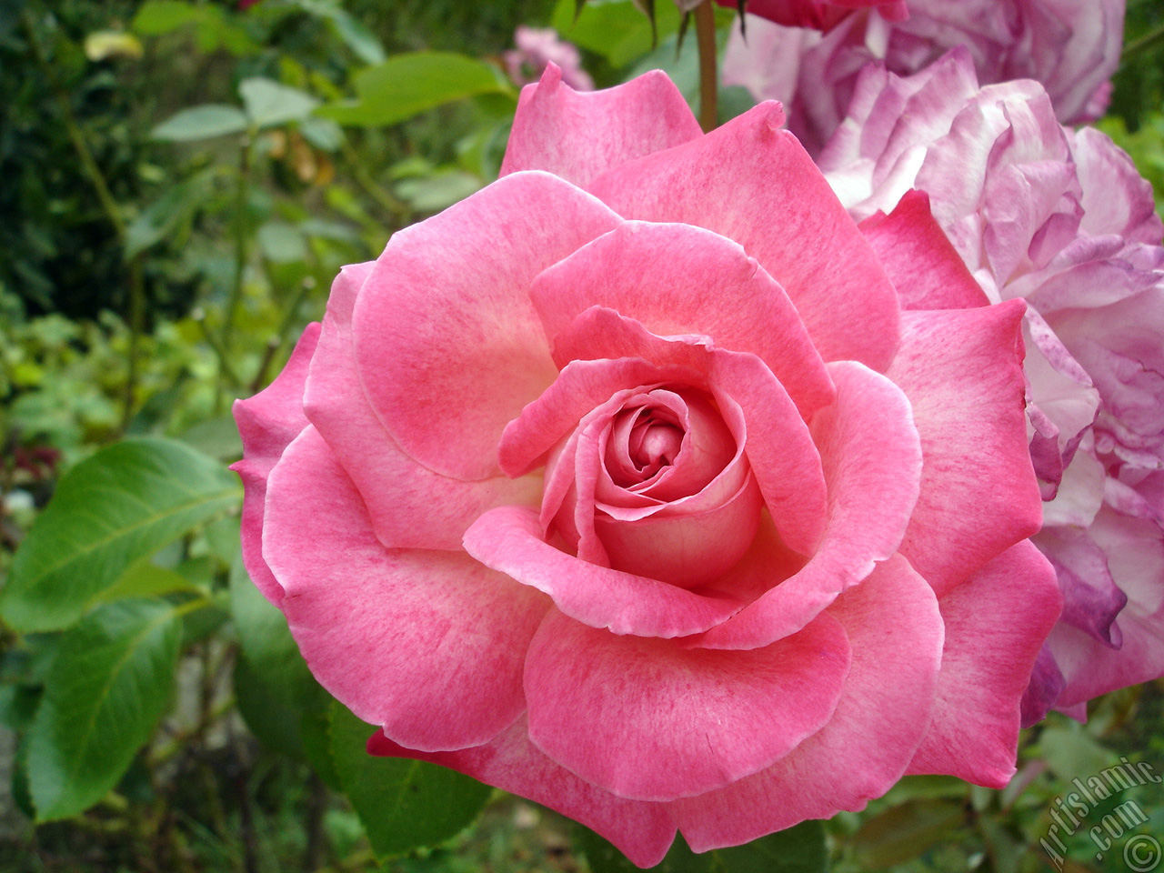Pink rose photo.
