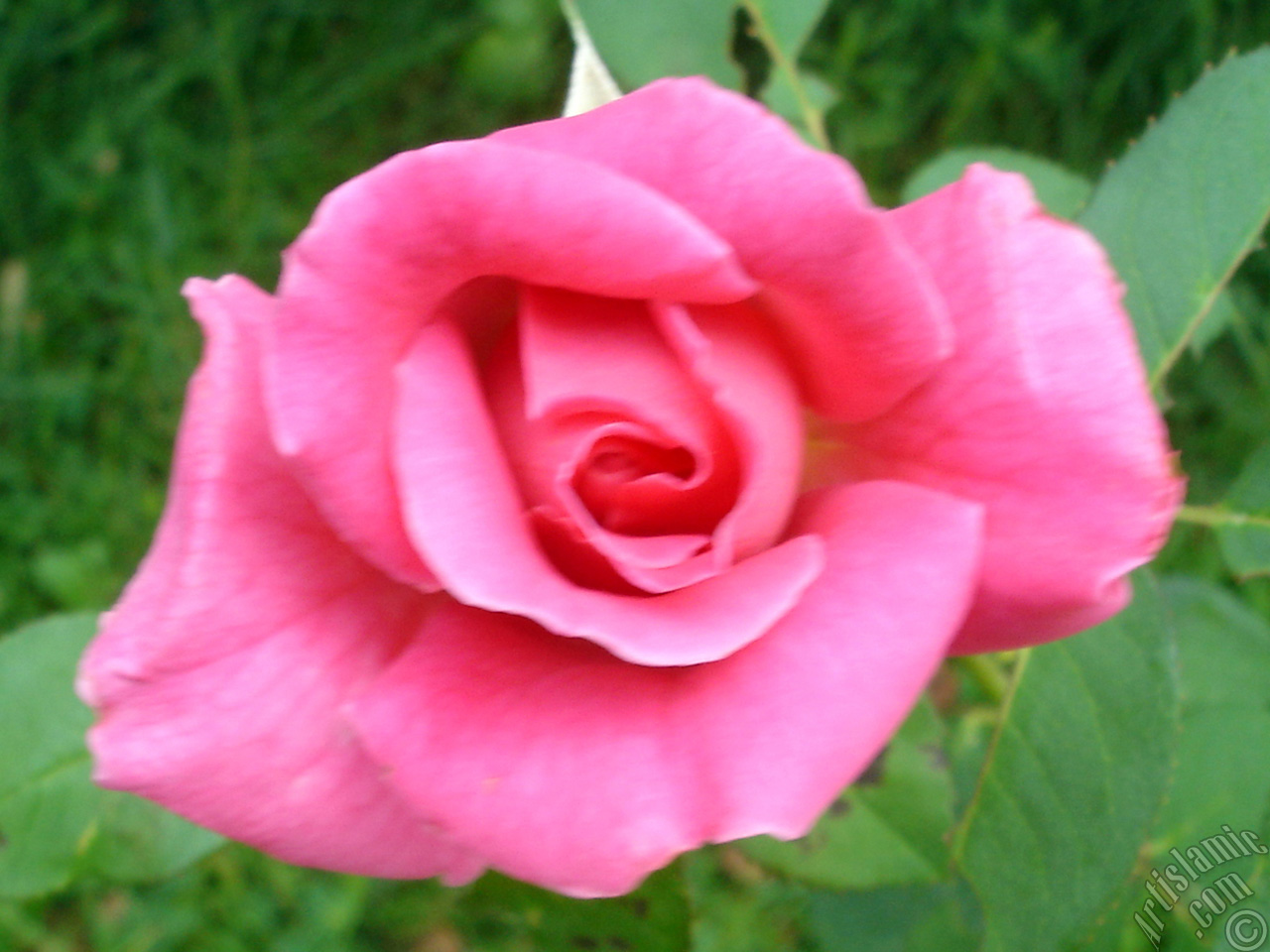 Pink rose photo.
