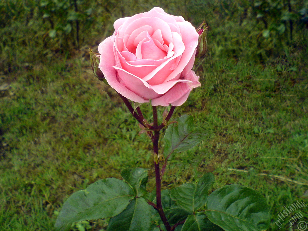 Pink rose photo.
