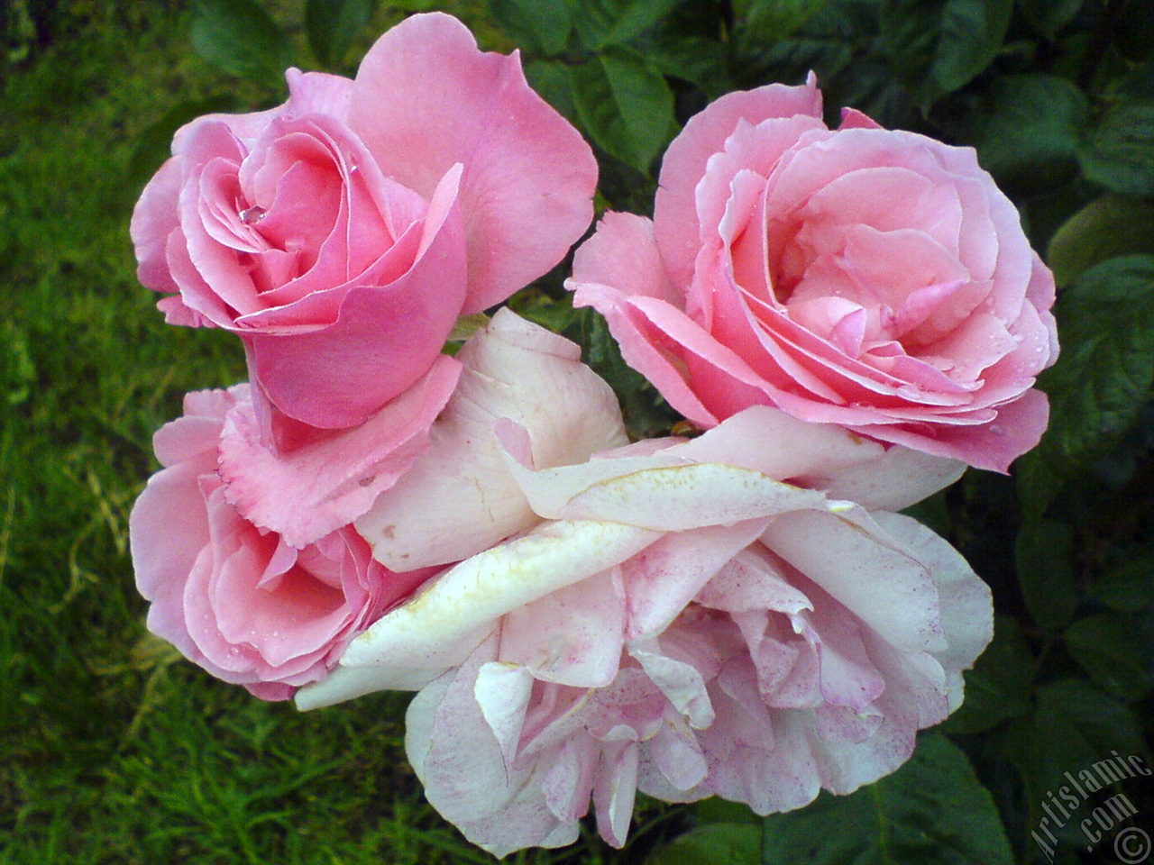 Pink rose photo.
