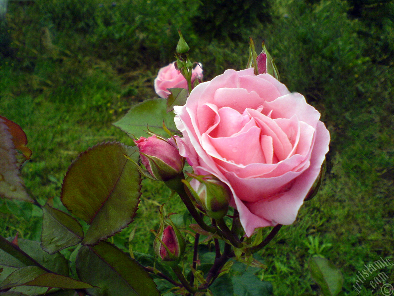 Pink rose photo.
