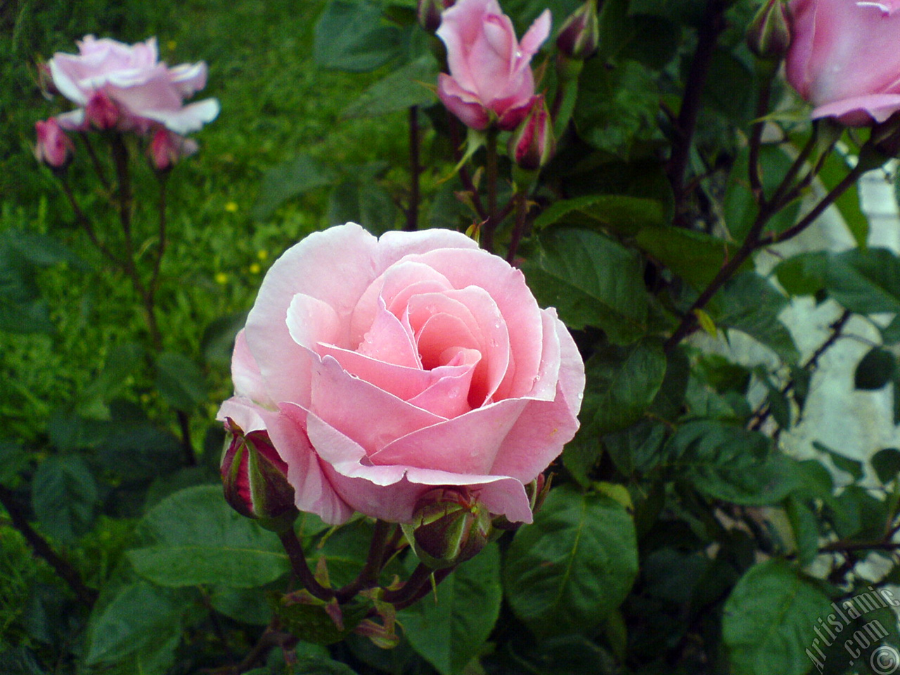 Pink rose photo.
