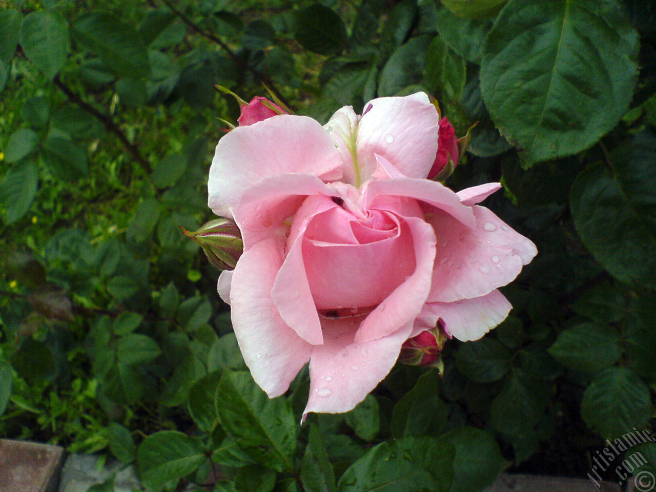 Pink rose photo.
