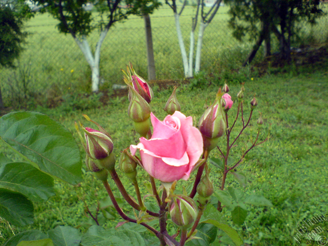 Pink rose photo.

