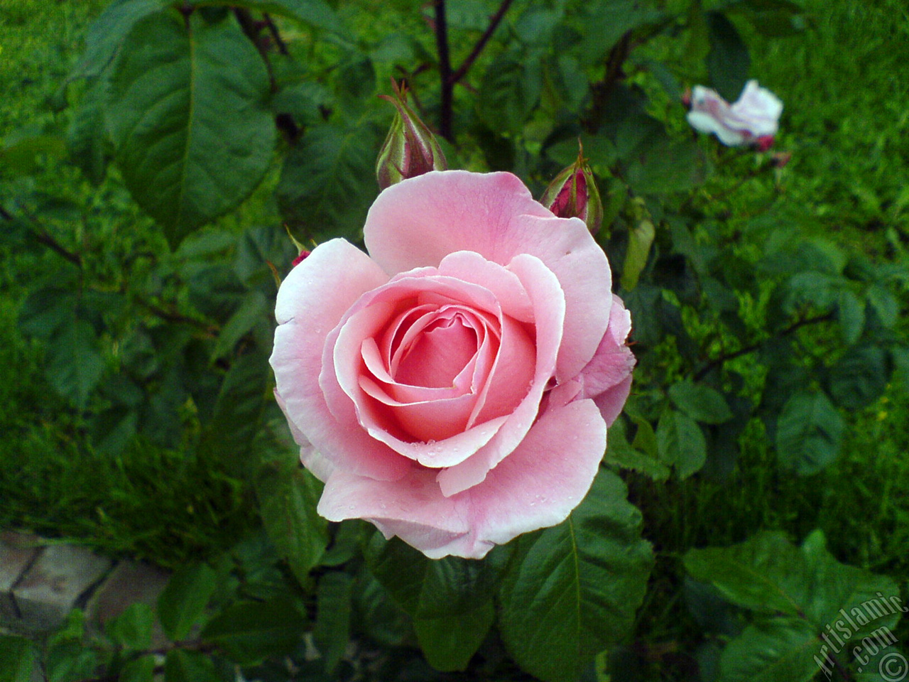 Pink rose photo.
