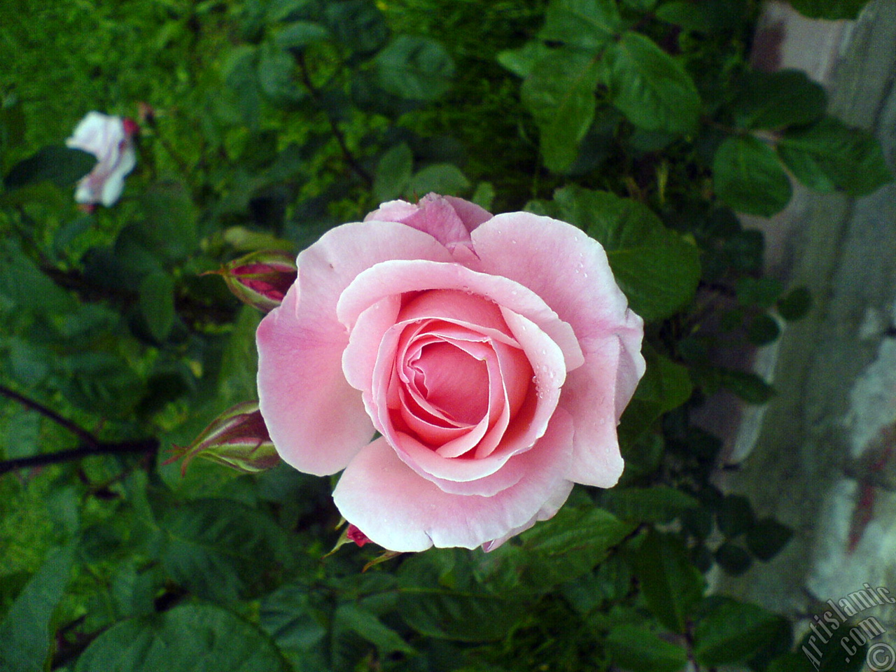 Pink rose photo.
