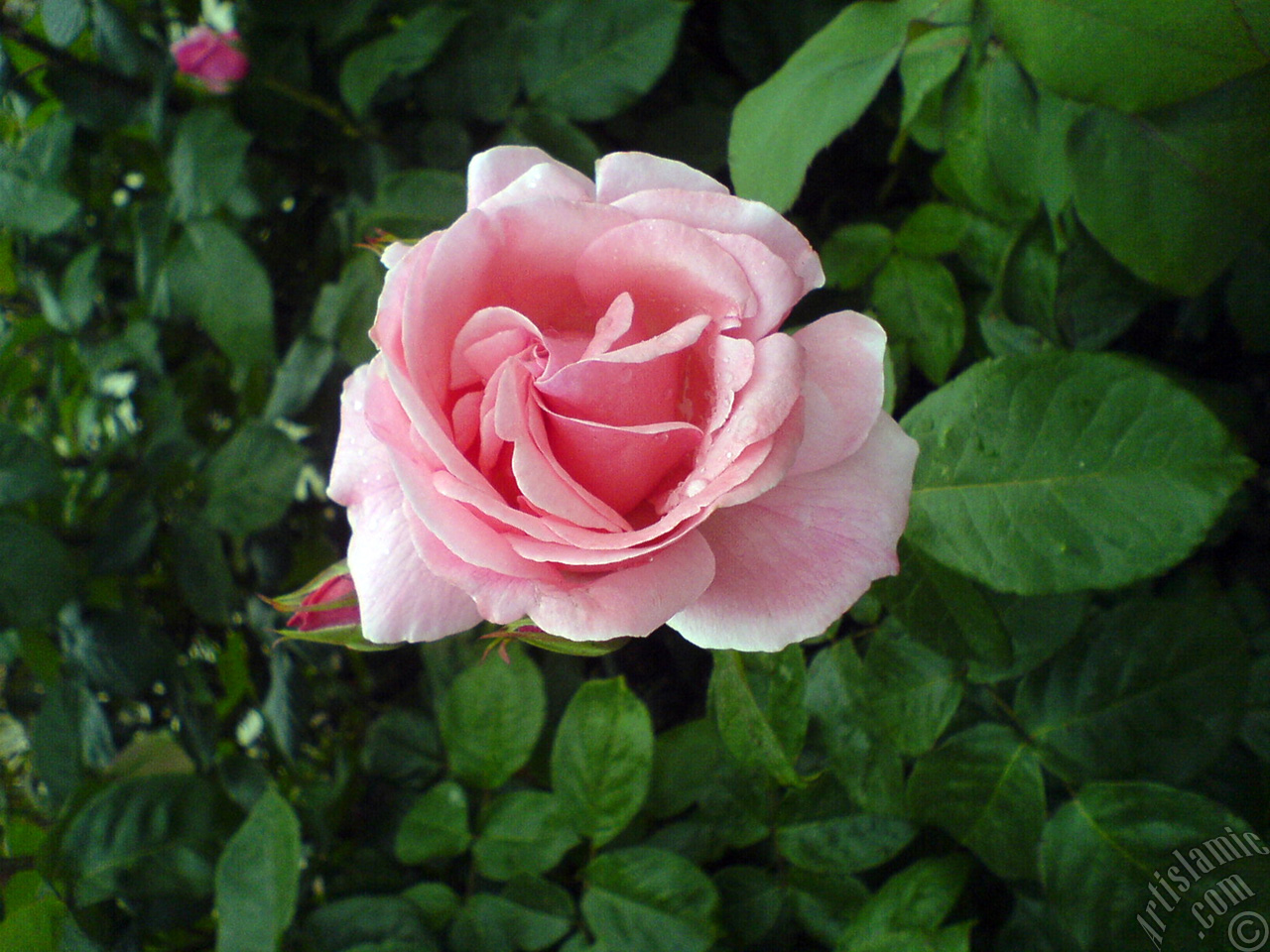 Pink rose photo.
