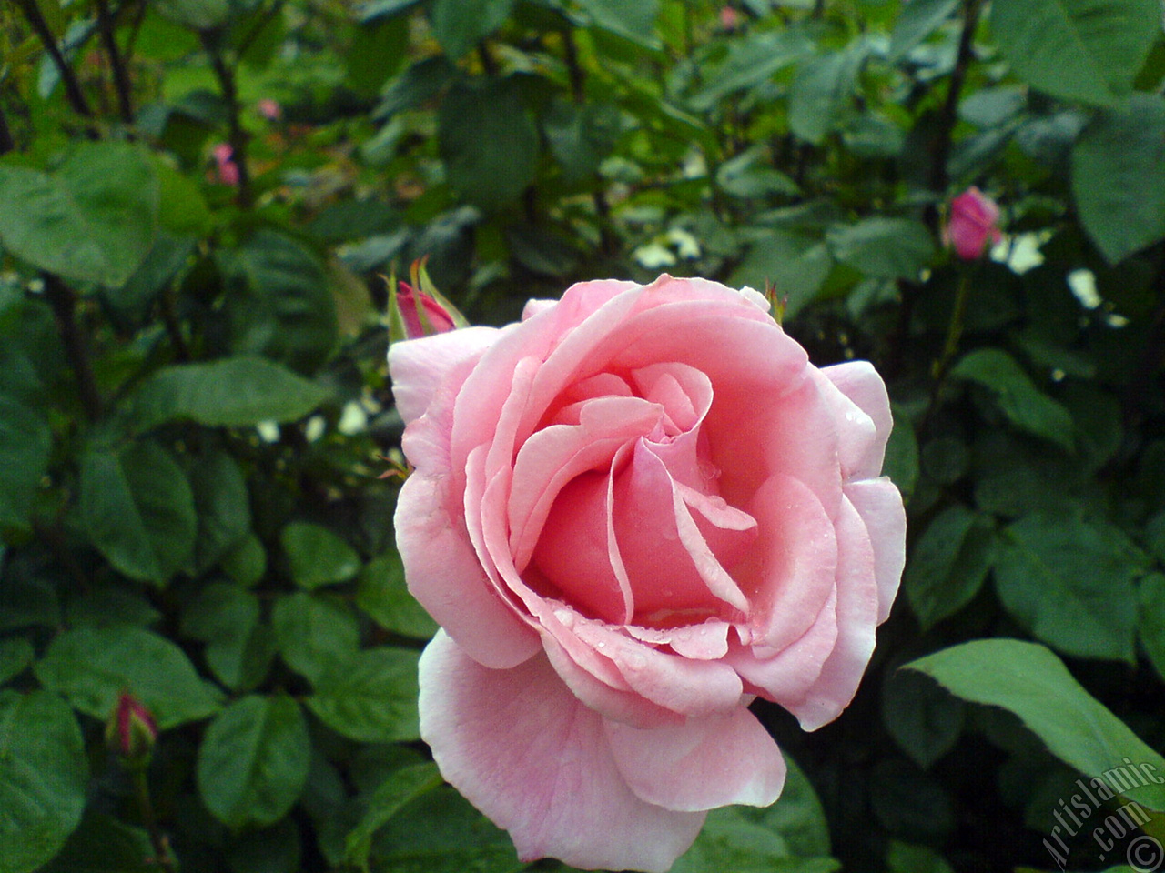 Pink rose photo.

