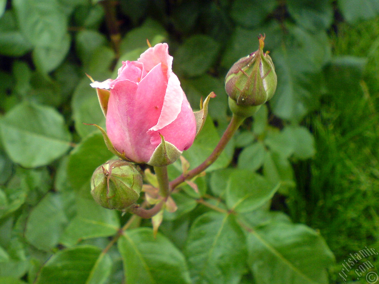 Pink rose photo.
