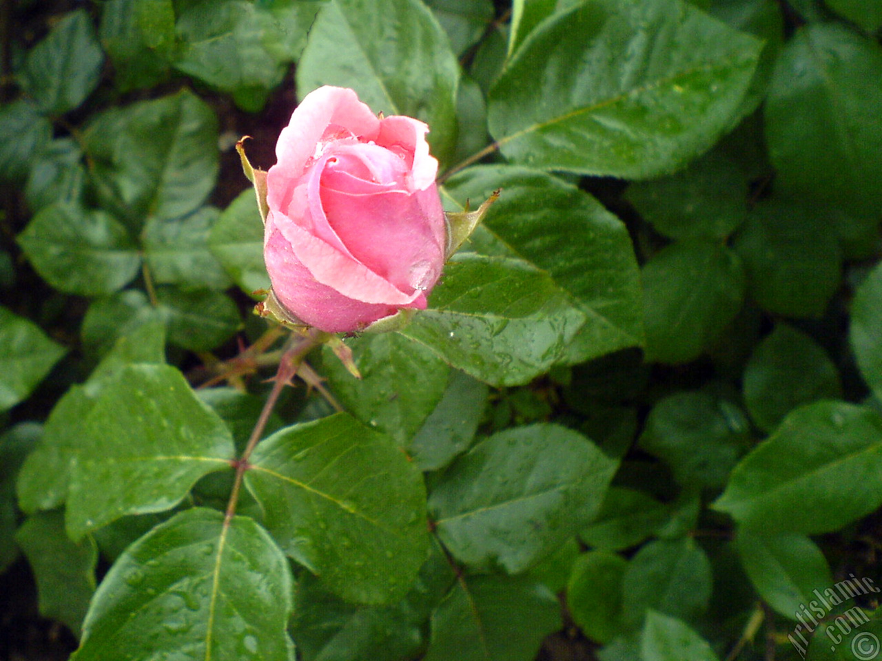 Pink rose photo.
