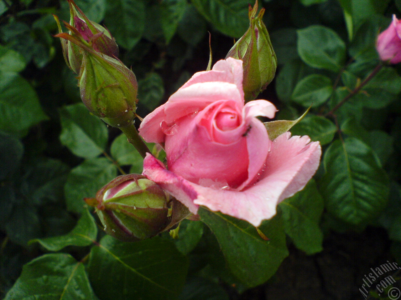Pink rose photo.
