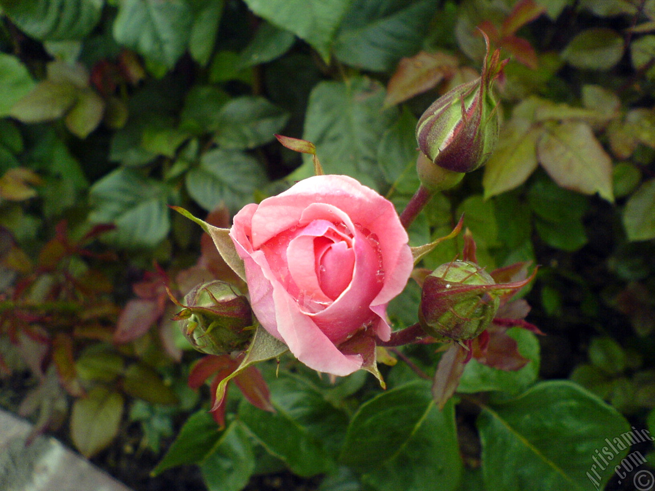 Pink rose photo.
