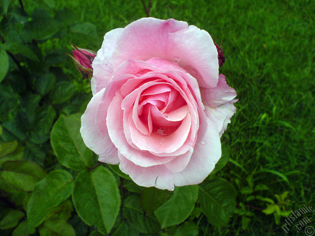 Pink rose photo.
