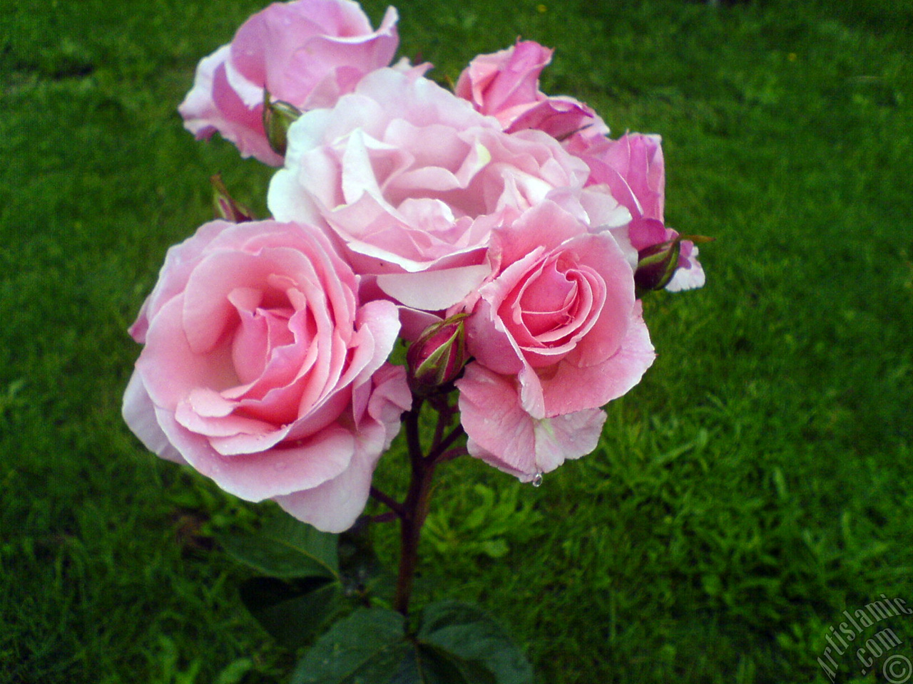 Pink rose photo.
