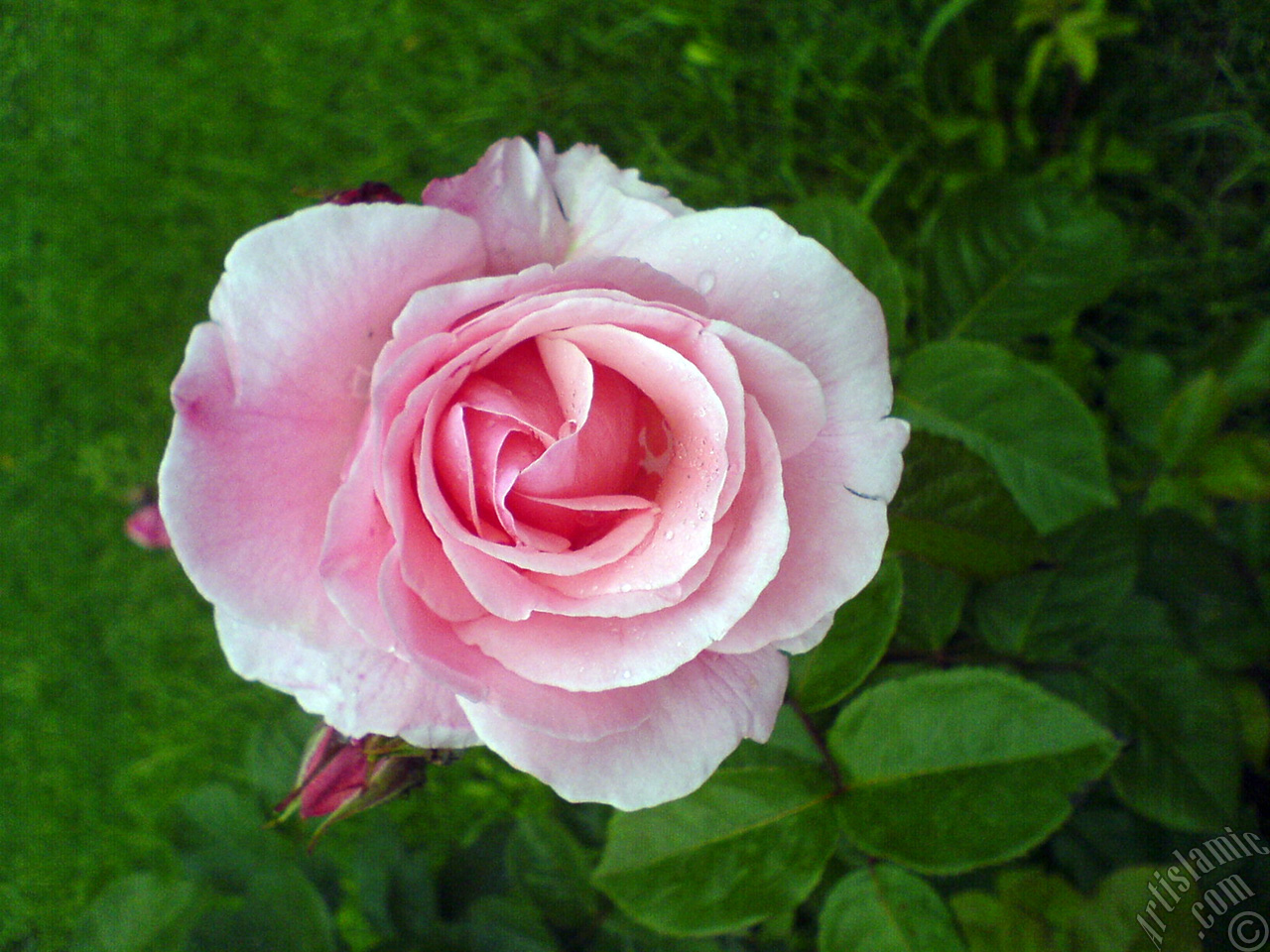 Pink rose photo.
