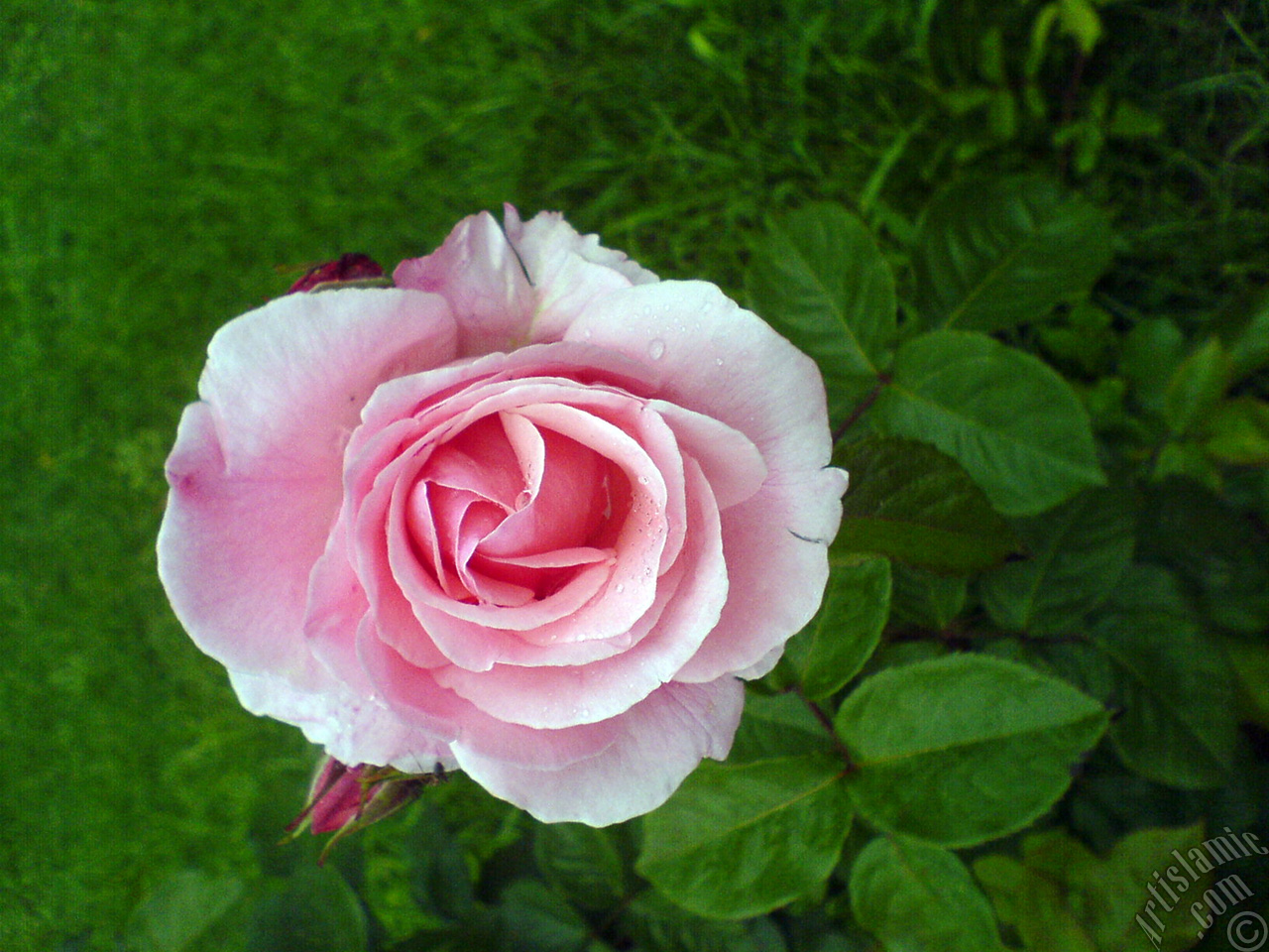 Pink rose photo.
