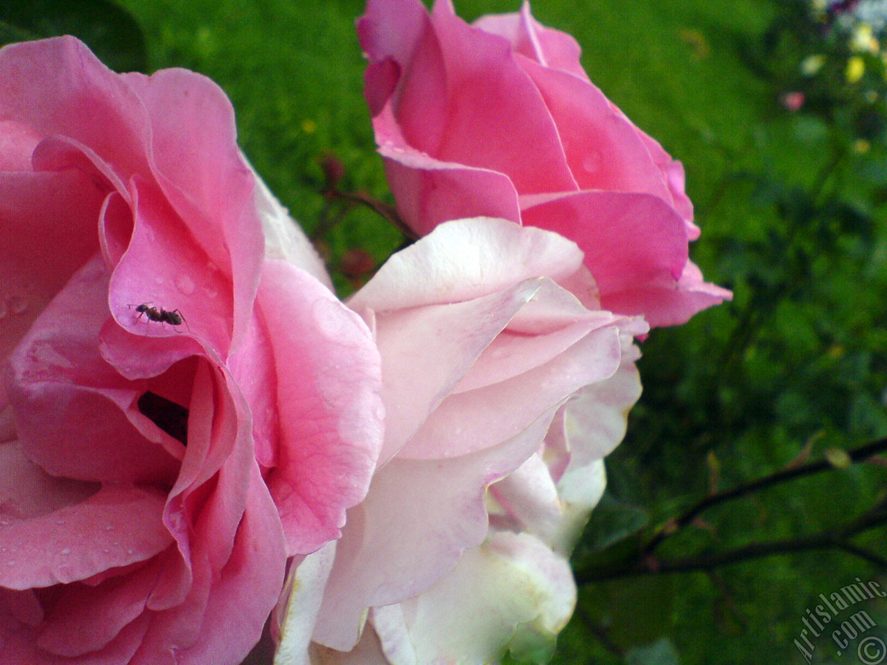 Pink rose photo.

