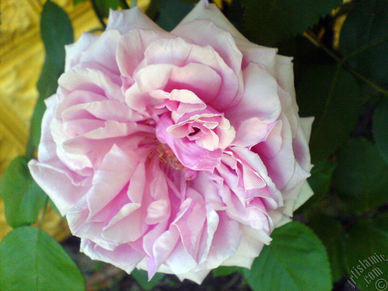 Pink rose photo.
