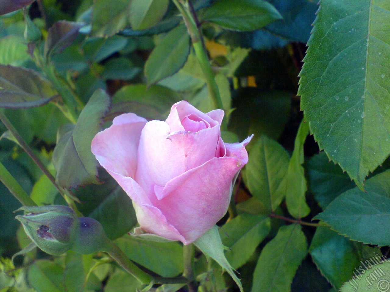 Pink rose photo.
