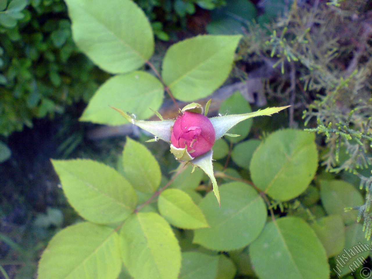 Pink rose photo.

