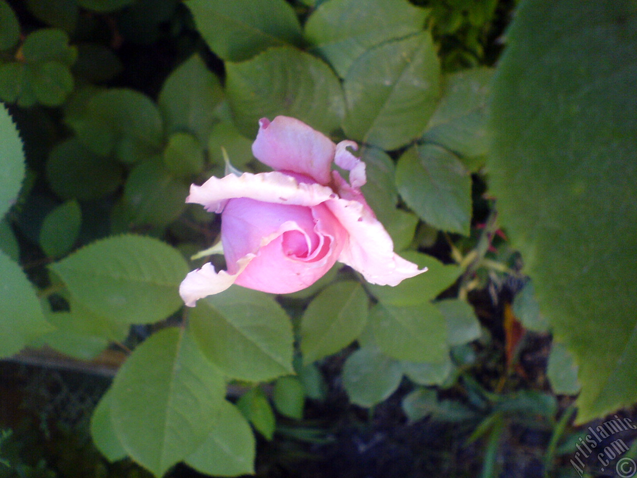 Pink rose photo.
