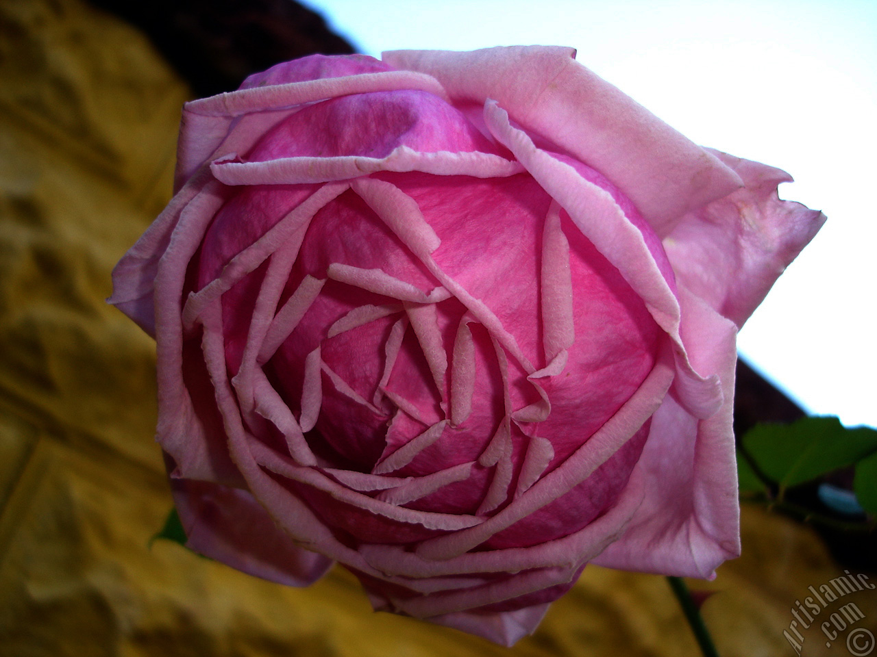 Pink rose photo.
