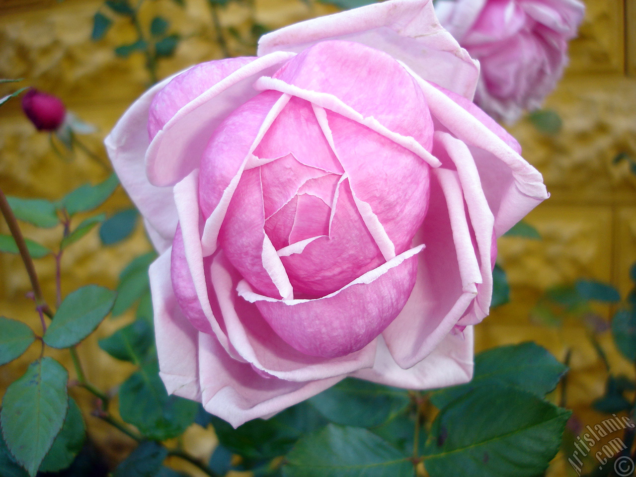 Pink rose photo.
