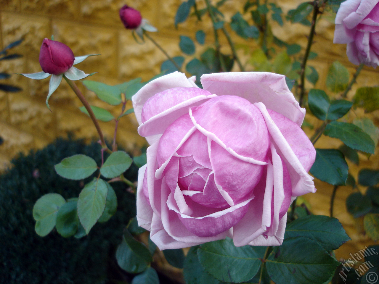 Pink rose photo.
