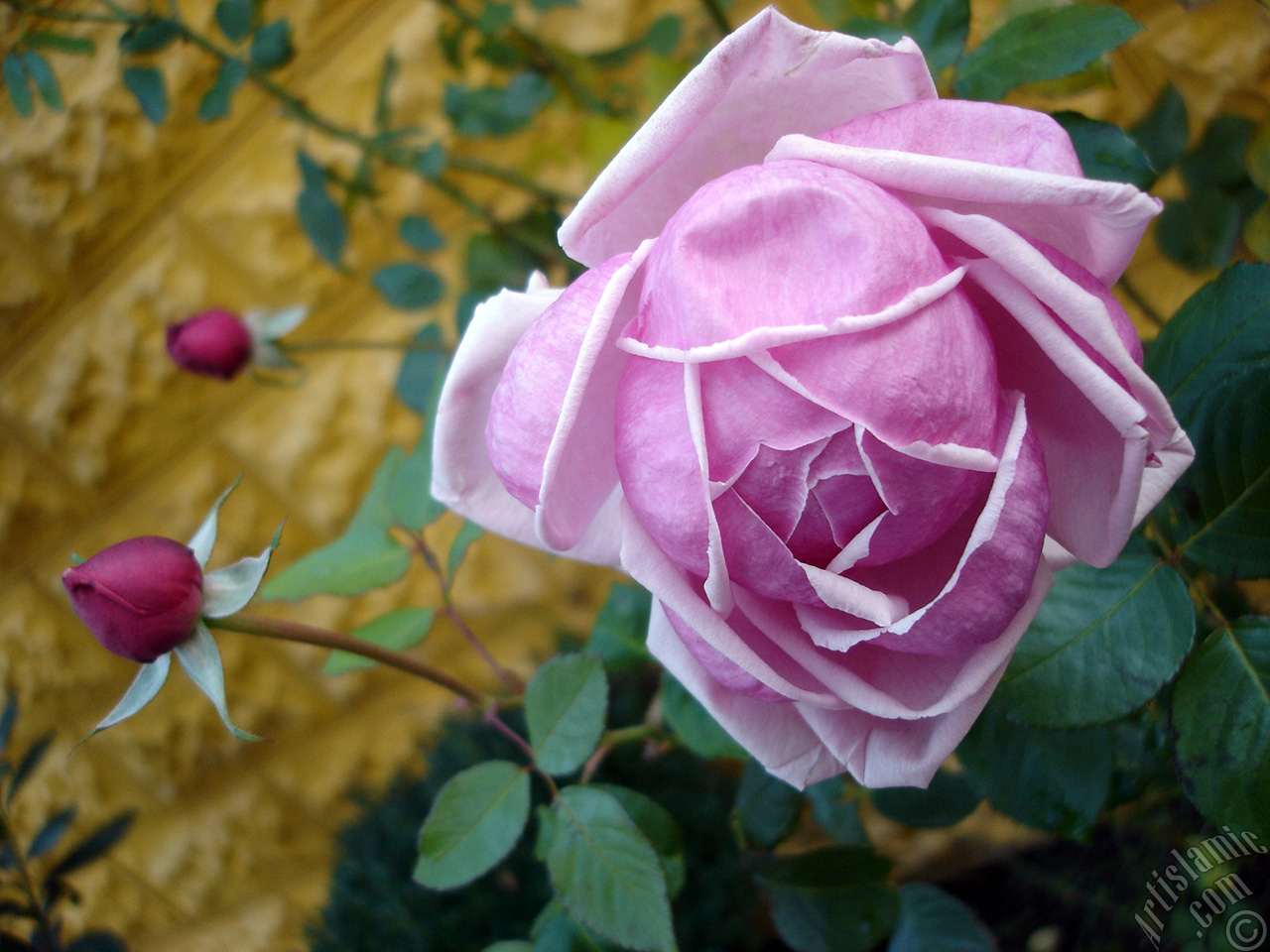 Pink rose photo.
