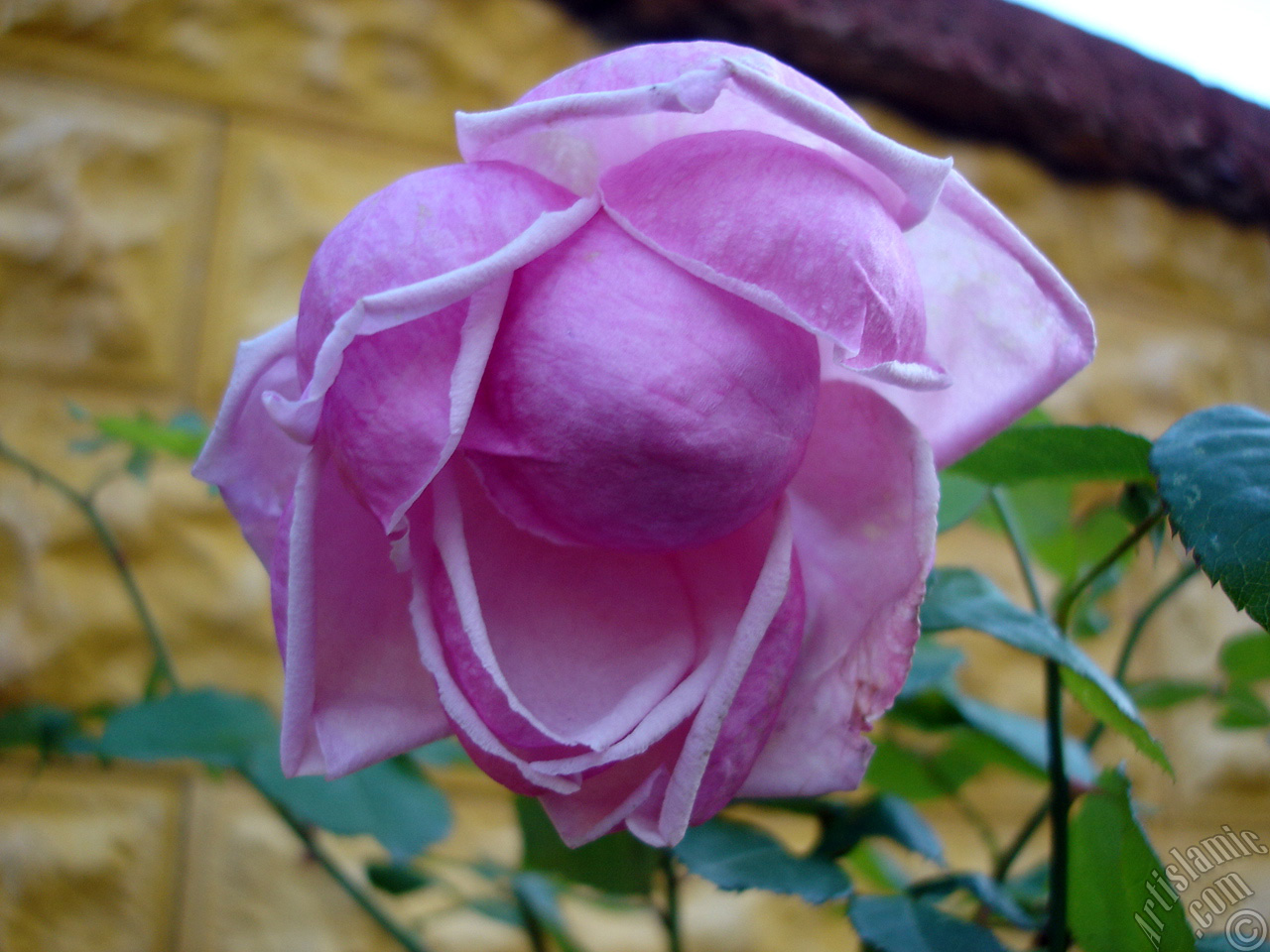 Pink rose photo.
