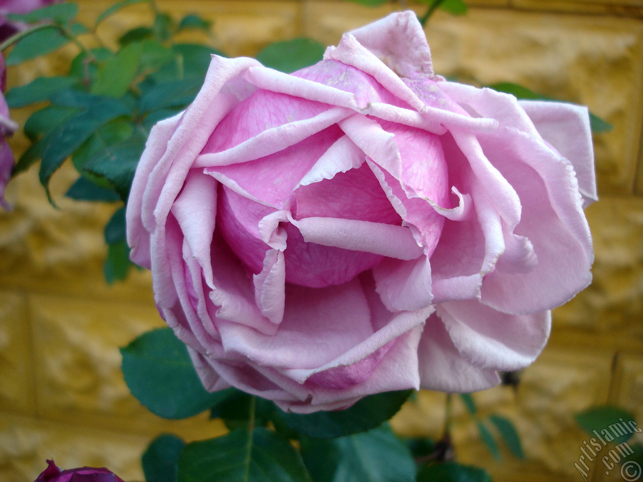 Pink rose photo.
