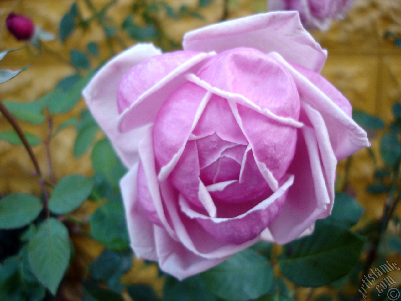 Pink rose photo.
