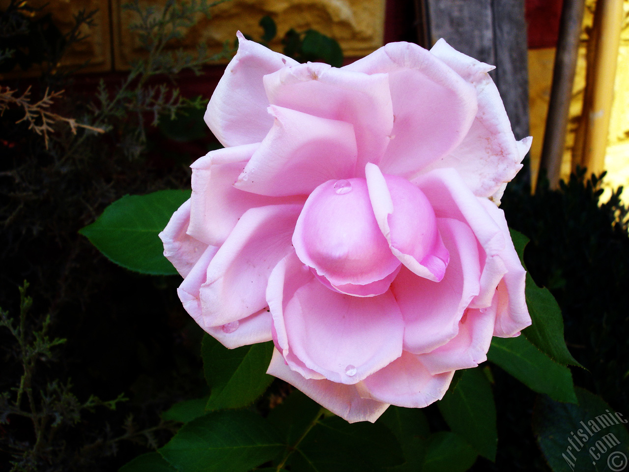 Pink rose photo.
