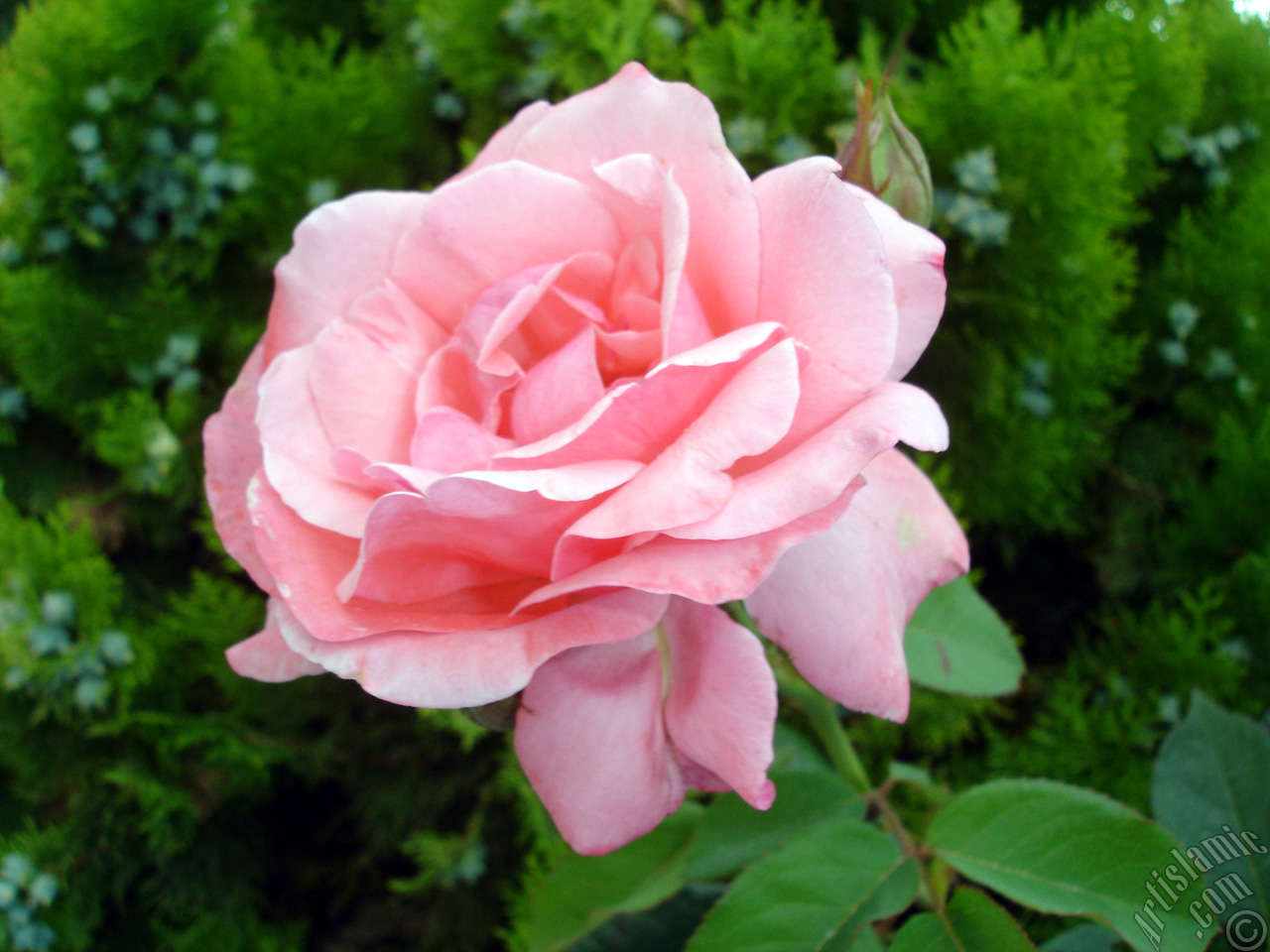 Pink rose photo.
