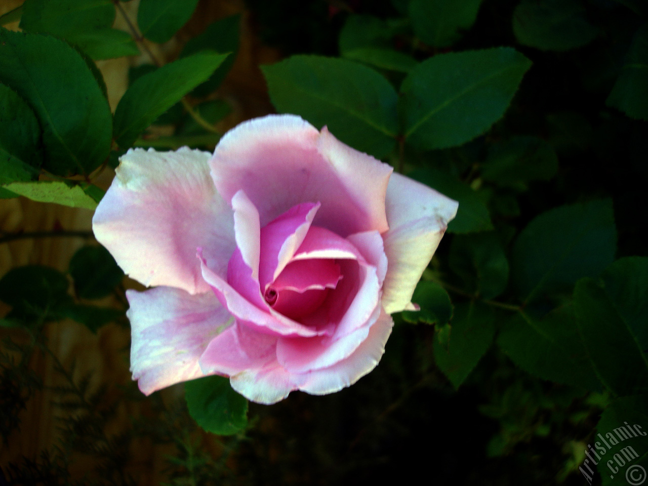 Pink rose photo.
