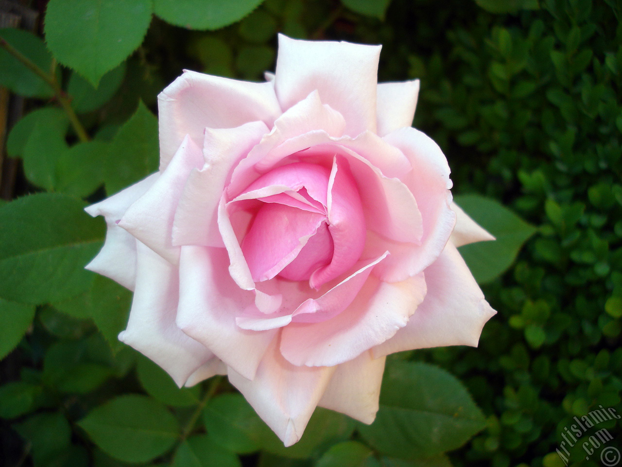 Pink rose photo.
