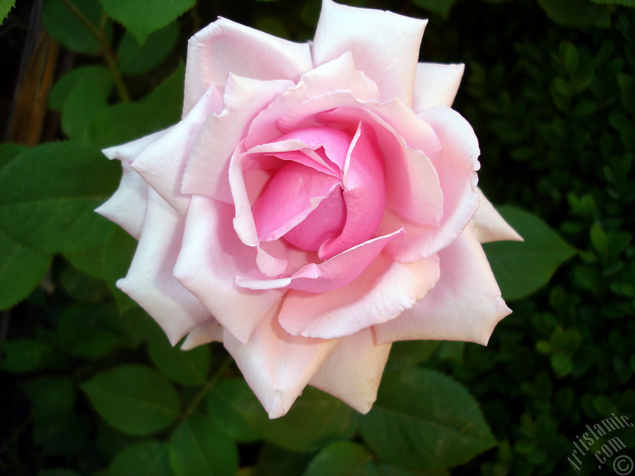 Pink rose photo.
