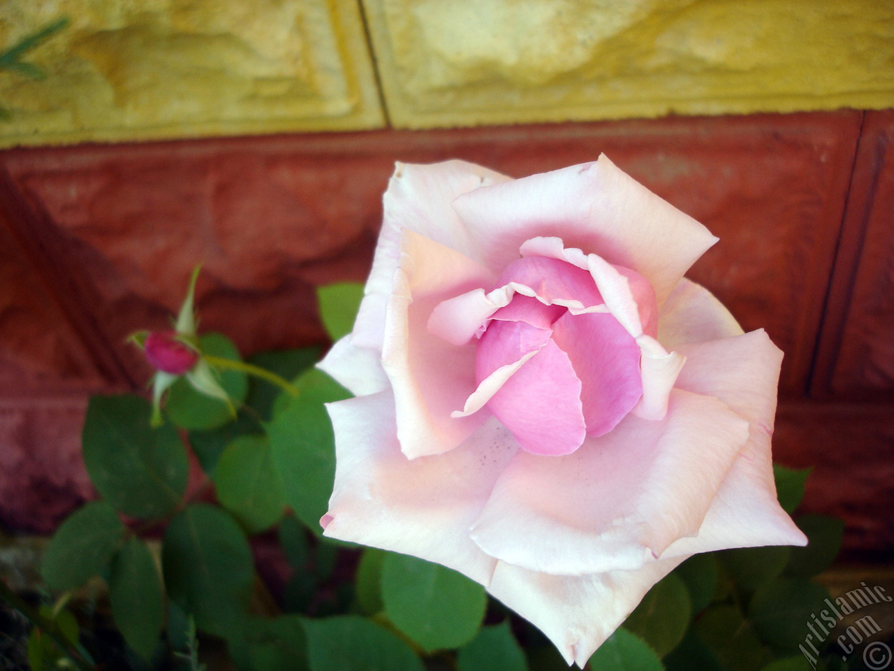 Pink rose photo.
