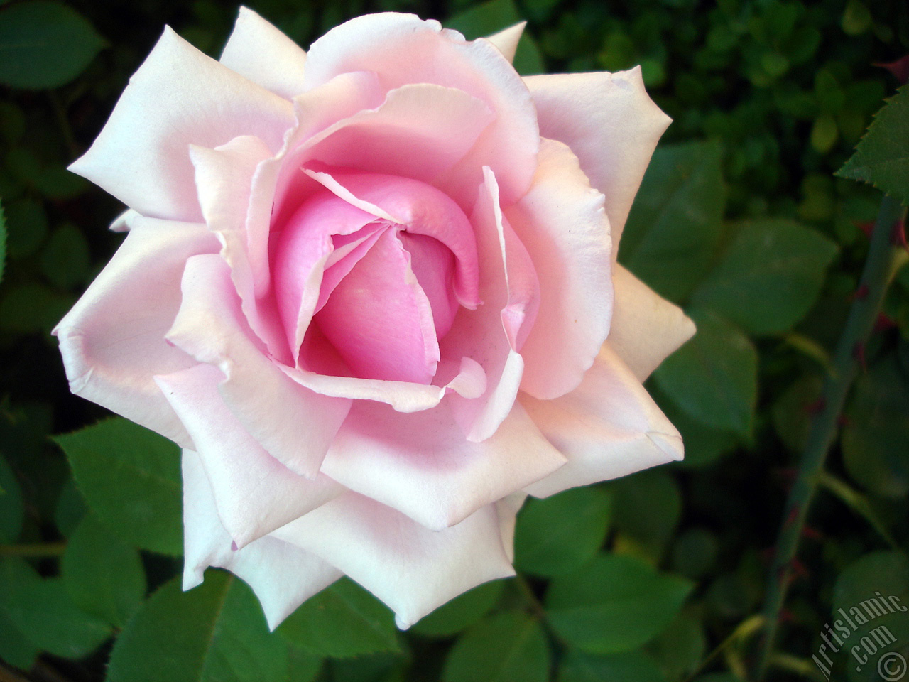 Pink rose photo.
