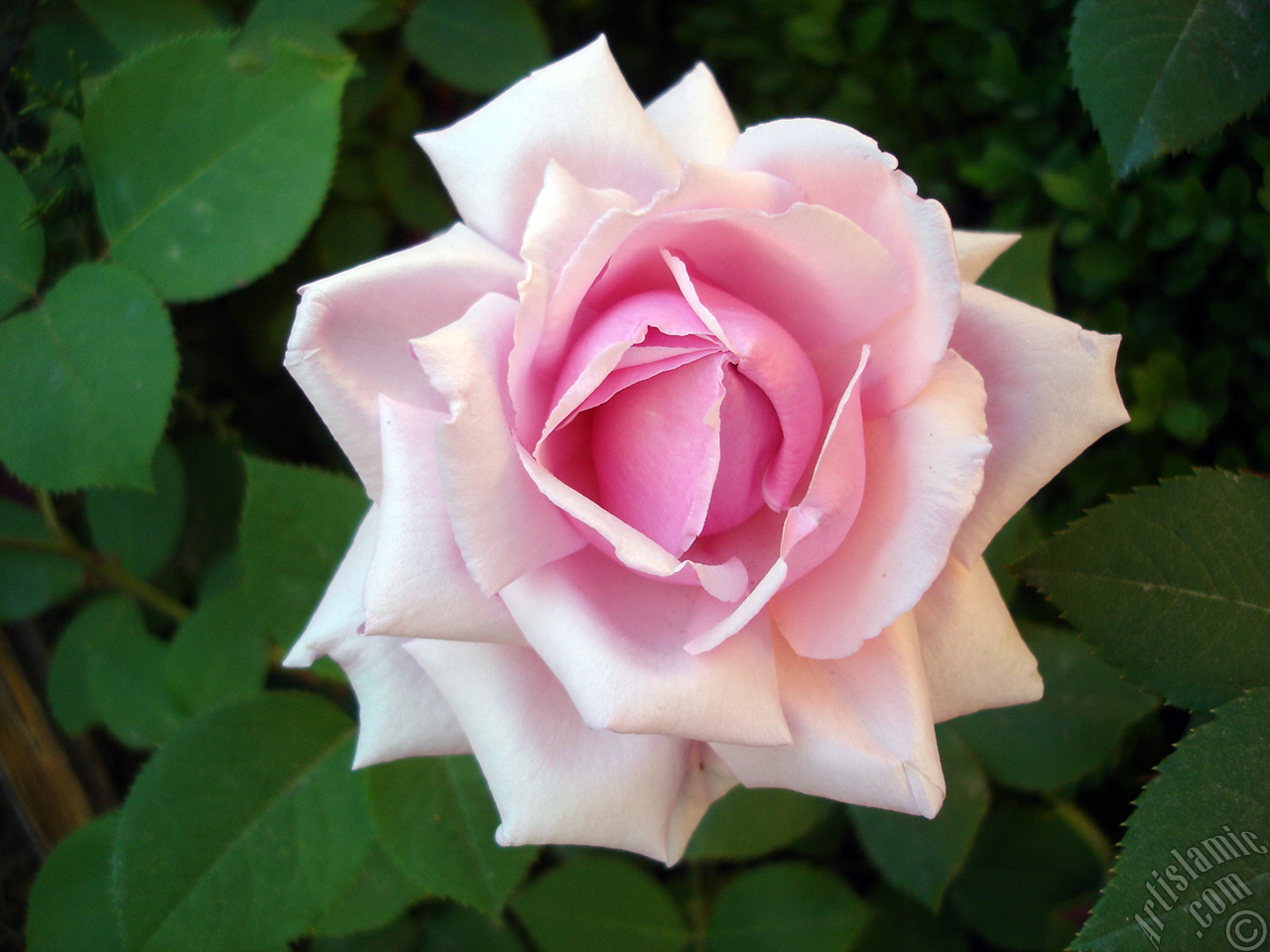 Pink rose photo.
