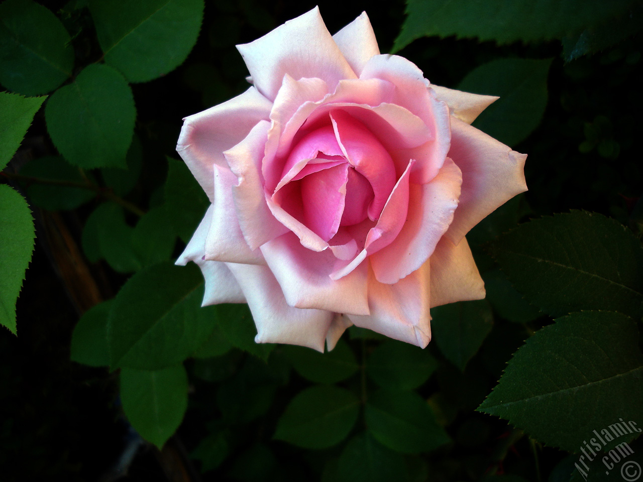 Pink rose photo.

