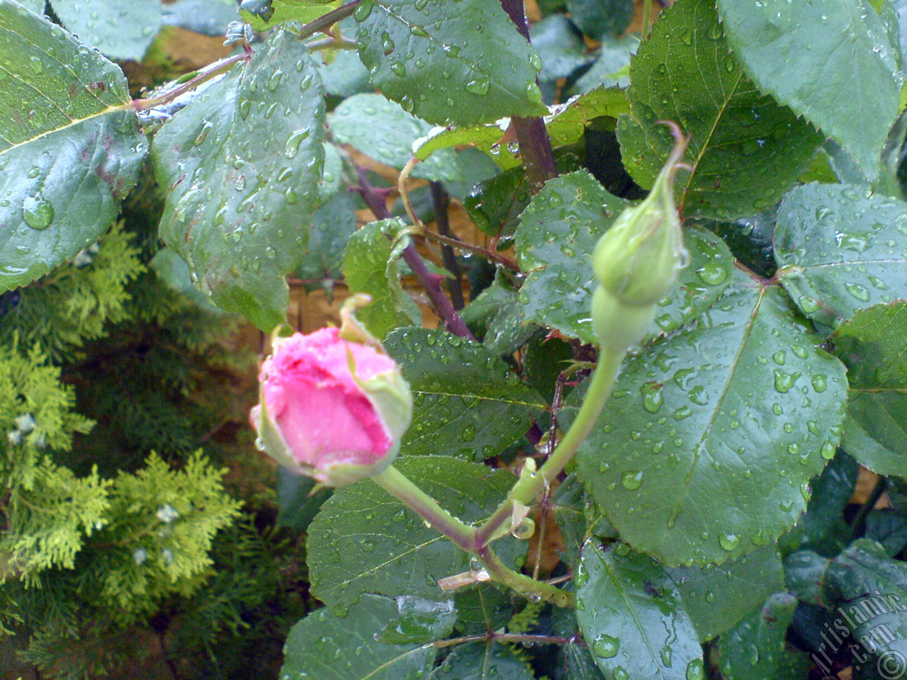 Pink rose photo.
