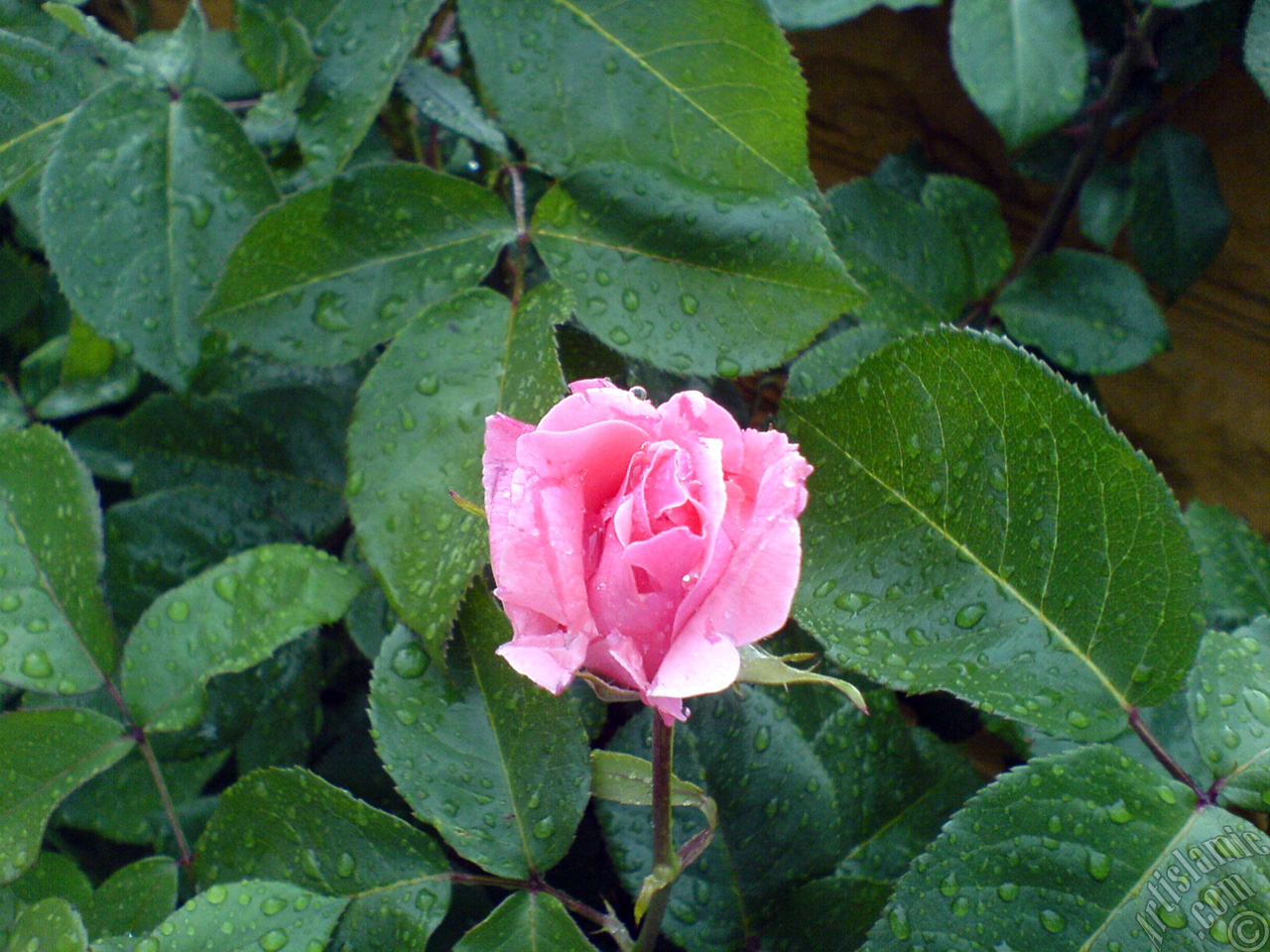Pink rose photo.
