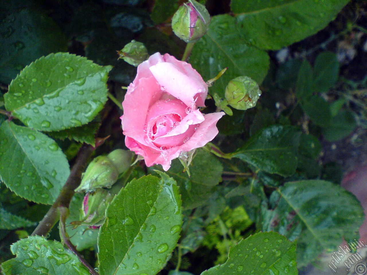 Pink rose photo.
